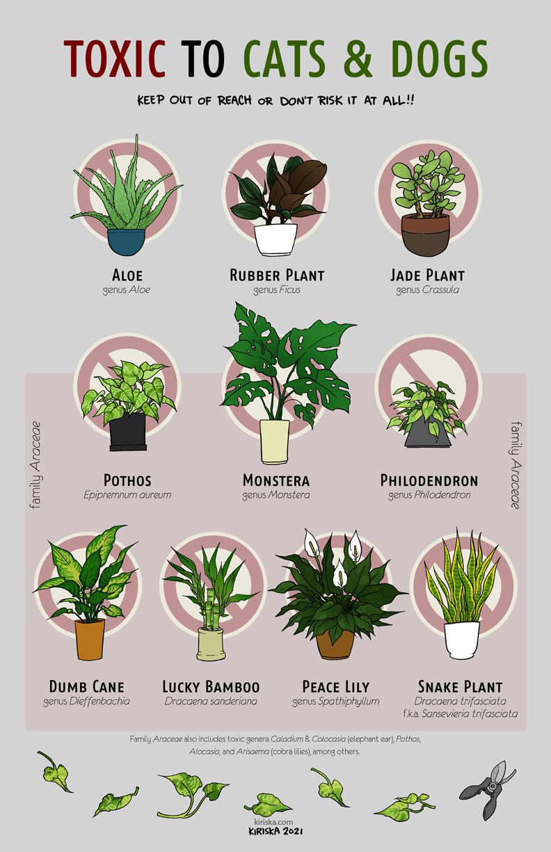 Poster image of 10 houseplants toxic to cats and dogs