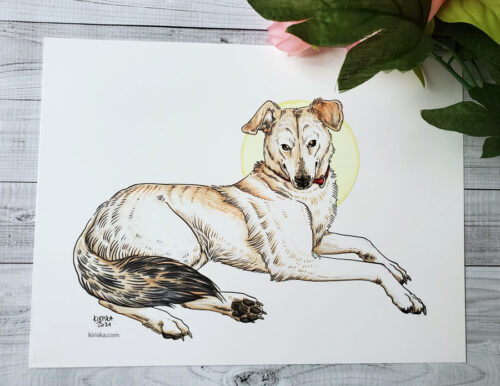 Pet portrait of a dog named Juneau