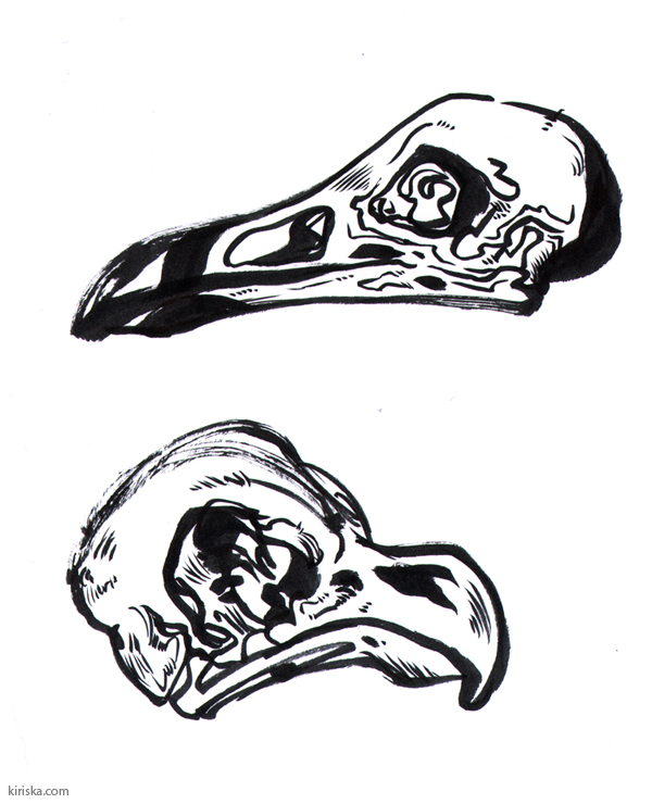 bird skull sketches